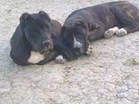 cane corso rustic type